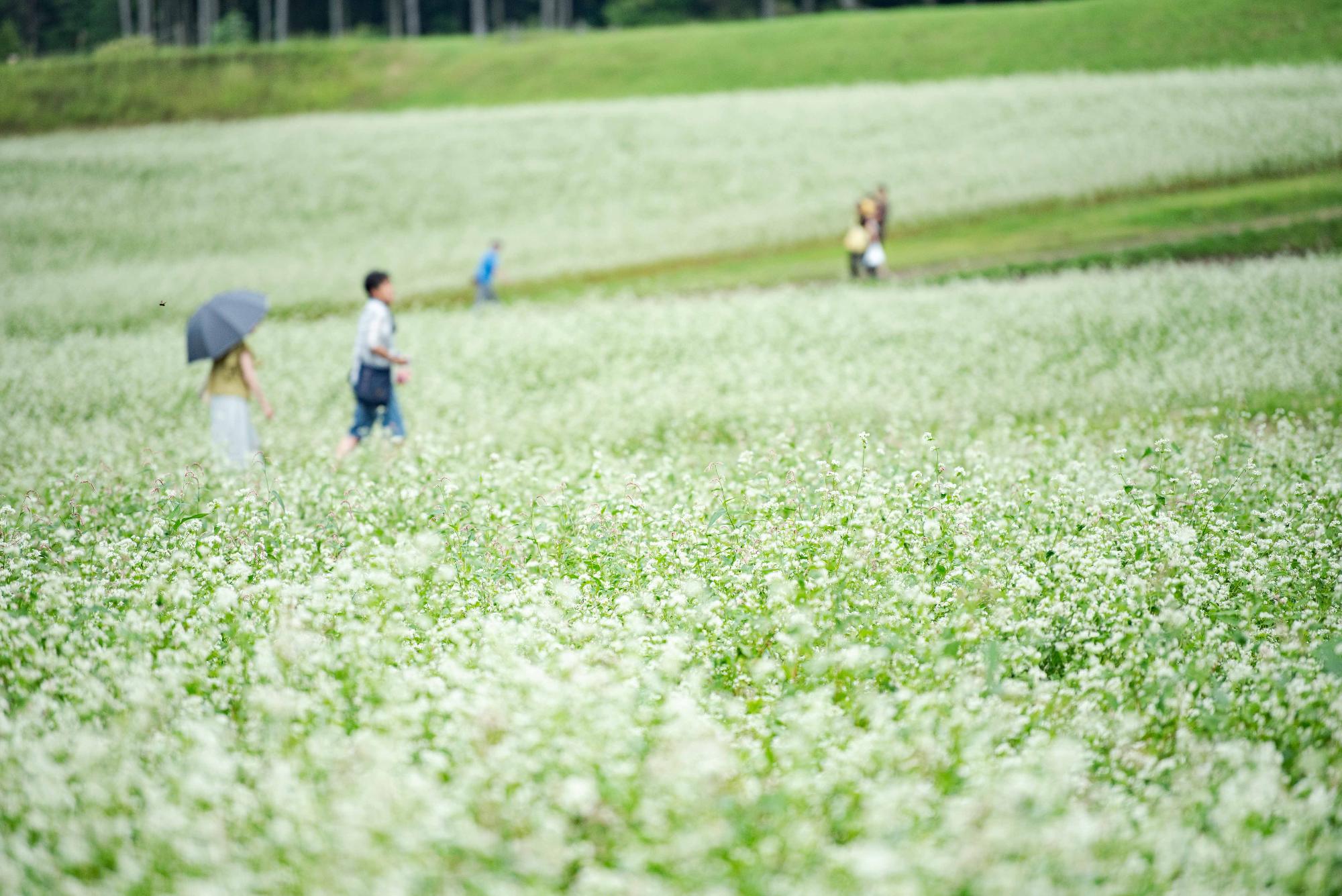 そばの花を楽しむ来場者
