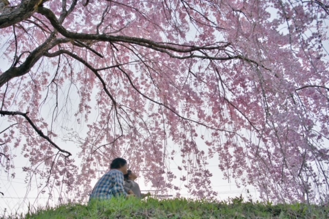 孫と桜の木の下で