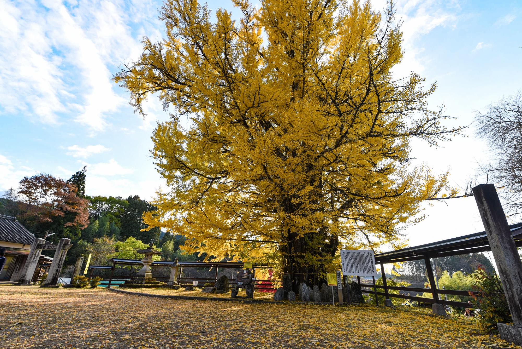 長楽寺の大イチョウ