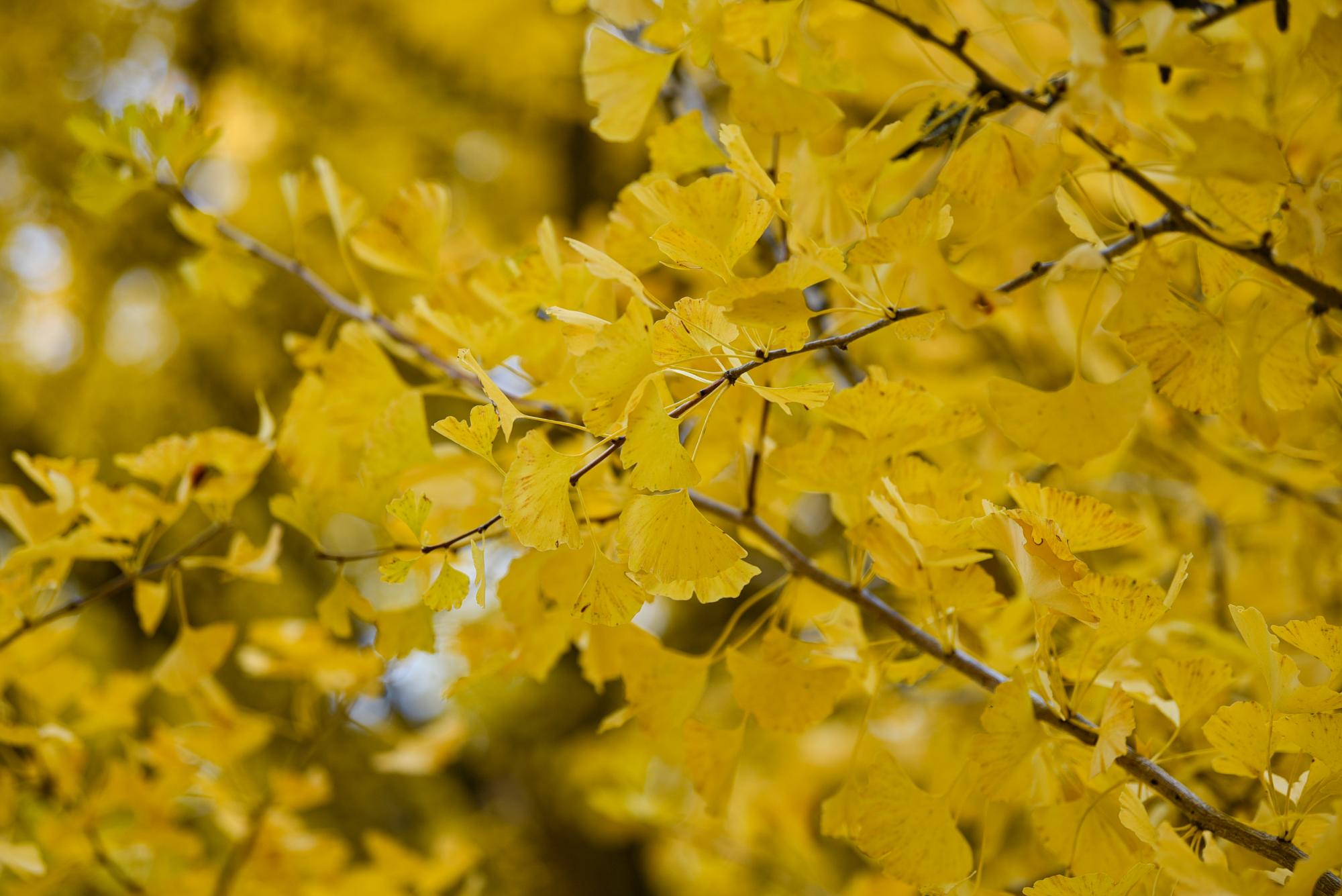長楽寺の大イチョウ