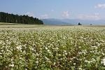 そばの花が咲いたそば畑