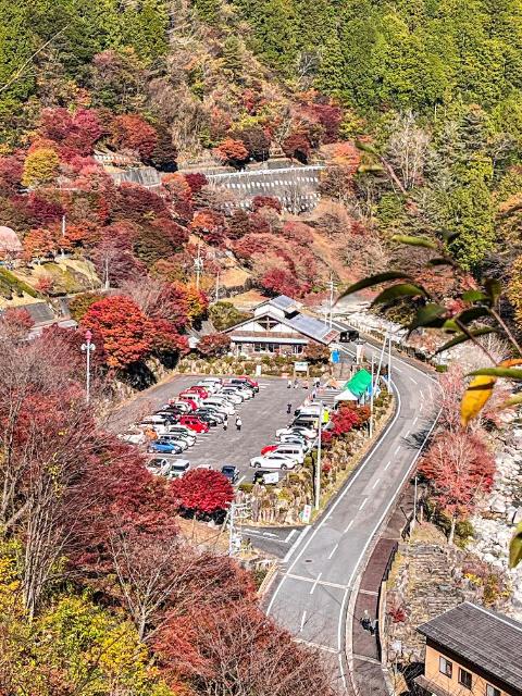 11月9日夕森渓谷のもみじの様子その4