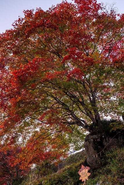 11月9日夕森渓谷のもみじの様子その5