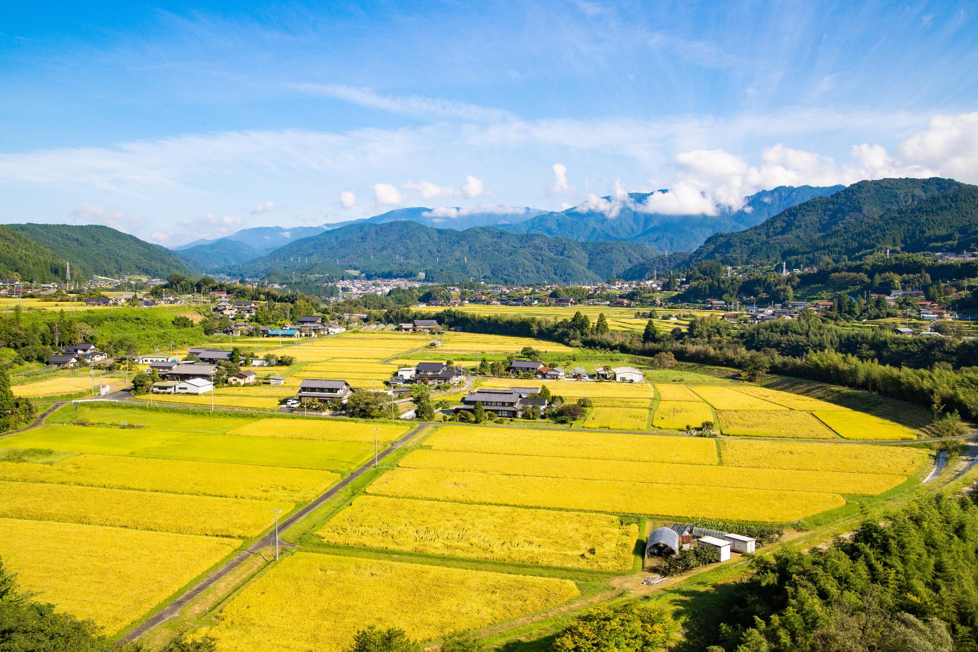 黄金に染まる坂下