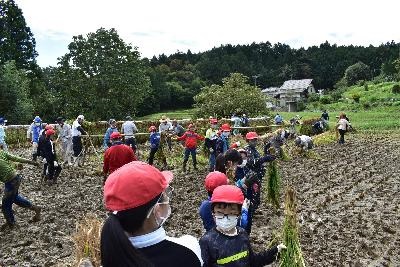 shisei70th_hirukawaes03