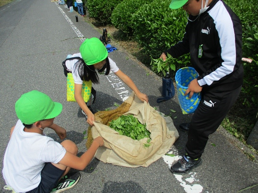 収穫した茶葉