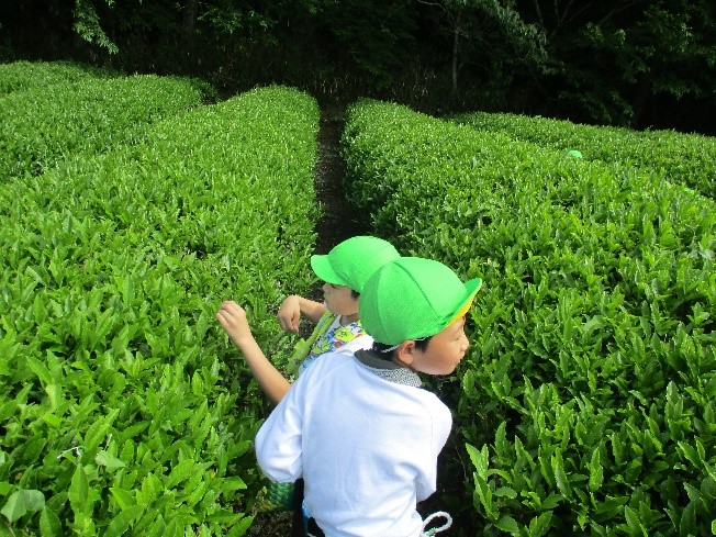 お茶を摘む様子
