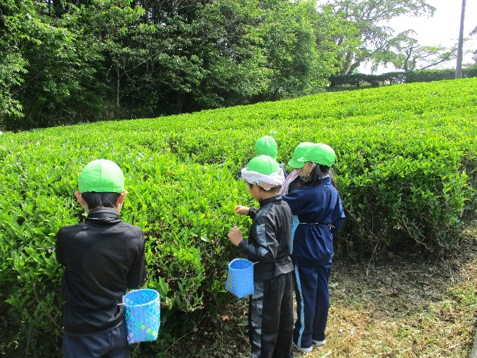お茶を摘む様子