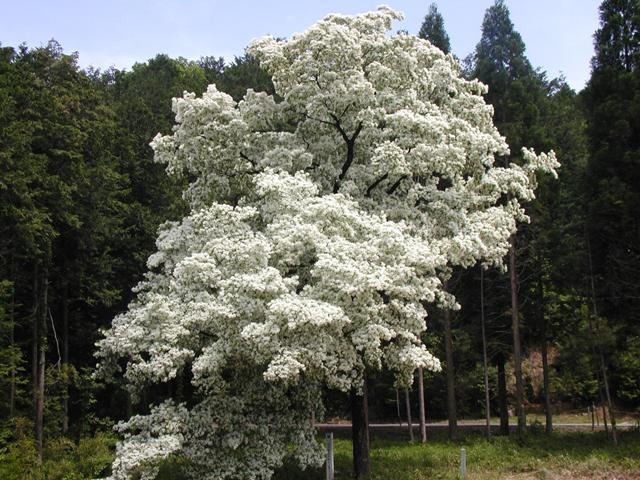 長瀞のひとつばたごの全景画像