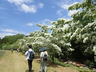 和田川沿いのヒトツバタゴ
