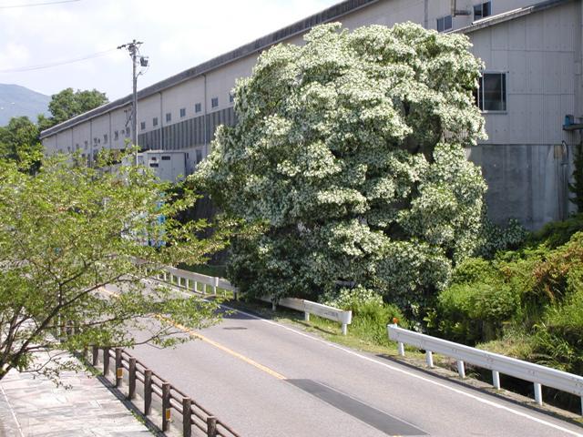 博石館横の県道沿いに咲くひとつばたご