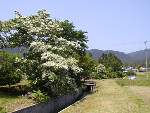 今洞のひとつばたご