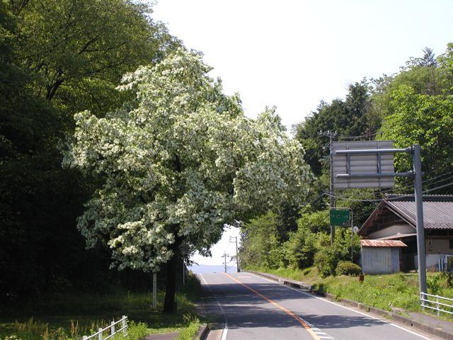 一之瀬地区の県道に覆いかぶさるように咲くひとつばたご