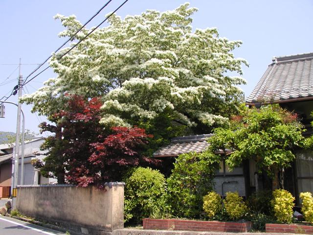 旧田口商店前の道路に面したひとつばたご