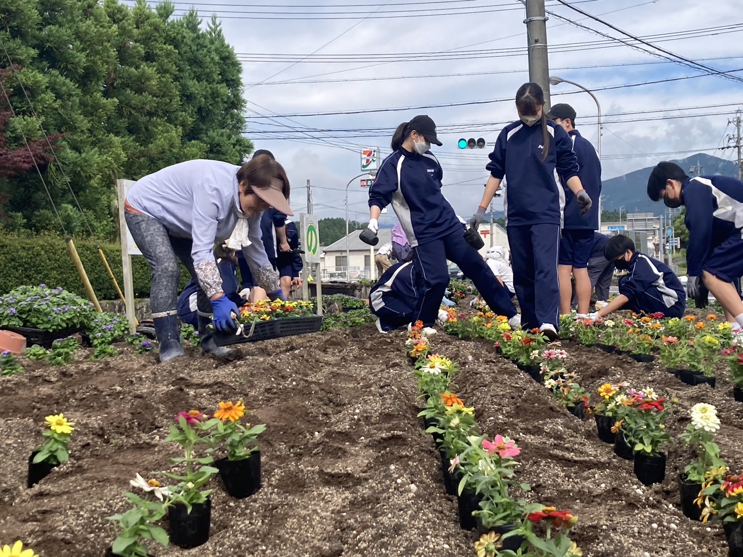 ボランティアの皆さんによる花壇へ夏花(アゲラタム・ジニア)の植栽の様子