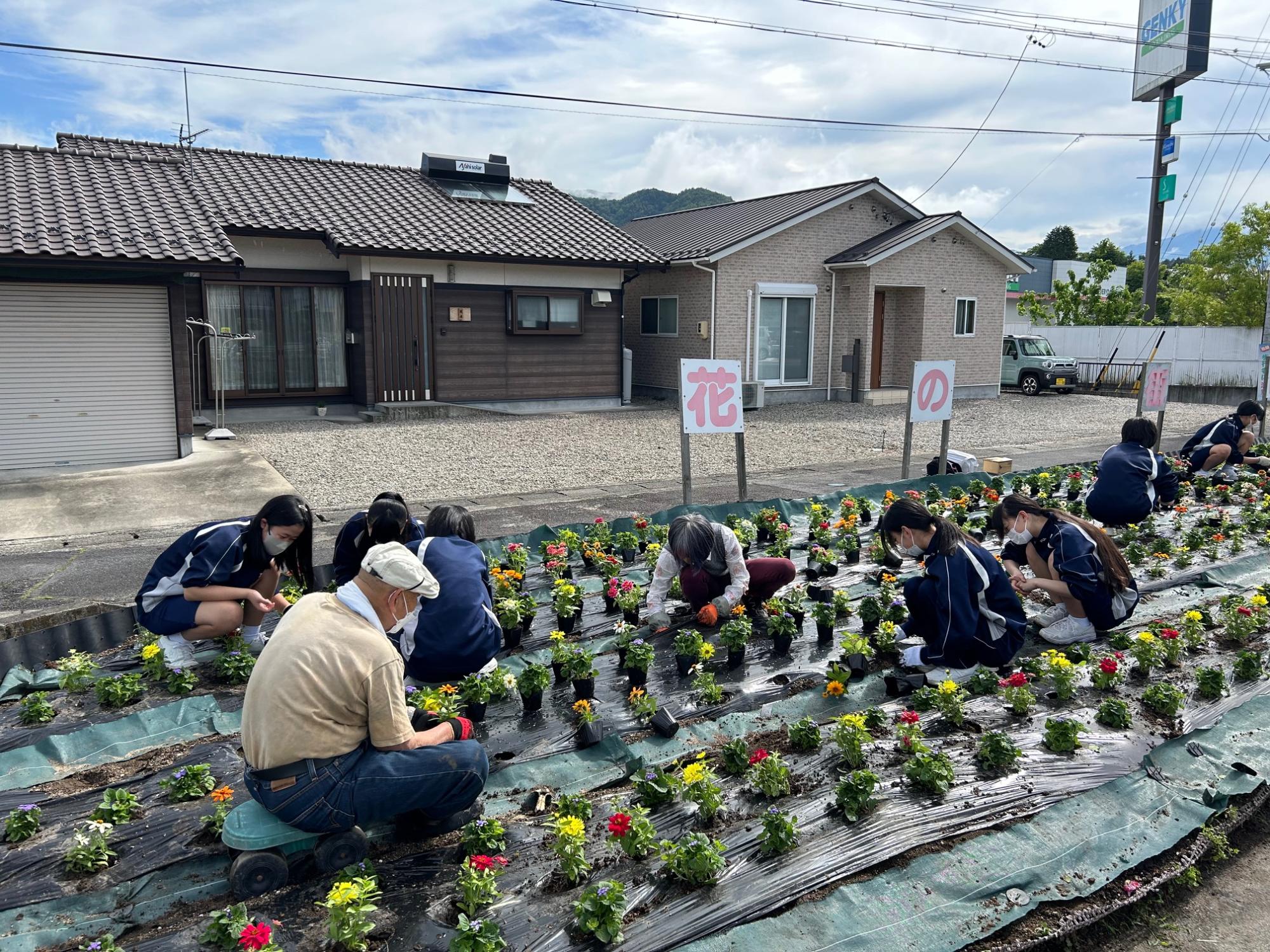 ボランティアの皆さんによる花壇へ夏花(アゲラタム・ジニア)の植栽の様子