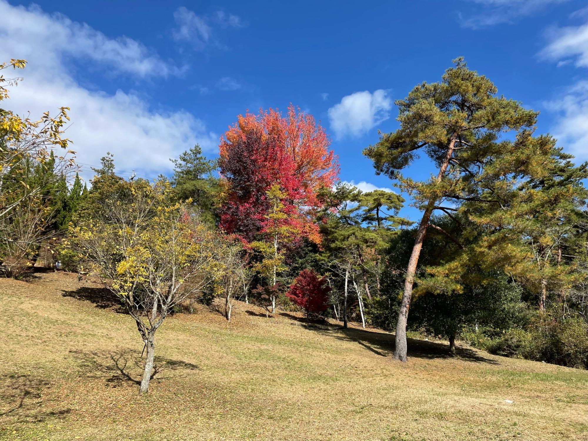 夜明けの森が紅葉シーズンを迎えている様子