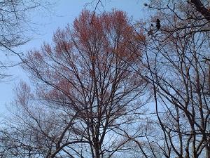 国の天然記念物坂本のハナノキ