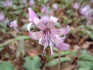 かたくりの花