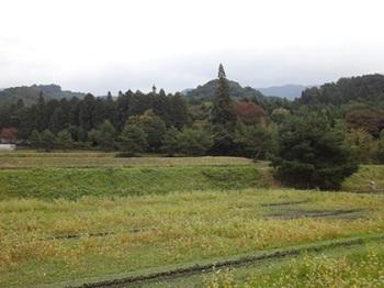 駕籠台があったと言われる場所の農地画像
