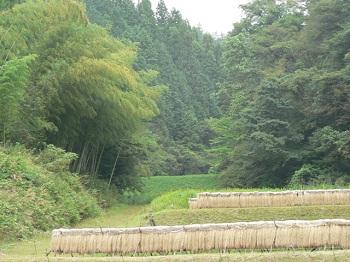 田んぼの上にある堤ののり面画像