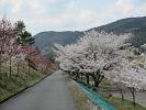 "春"のウオーキングコース2
