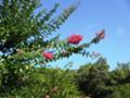 "夏"のウオーキングコース2