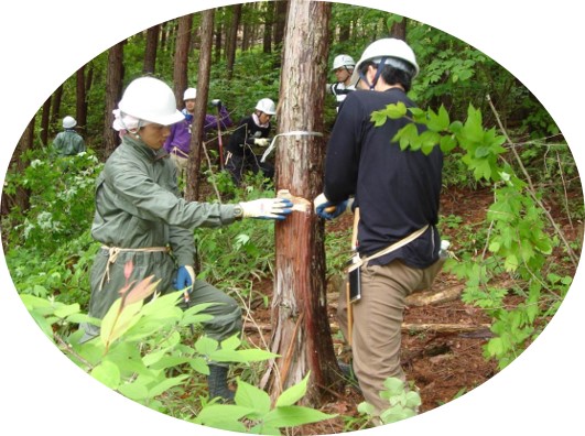 森林整備で作業員が木を切り出している様子