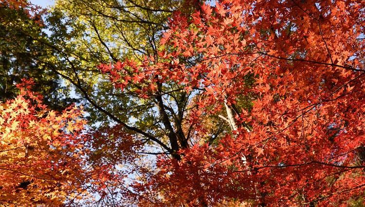 付知峡の紅葉の写真