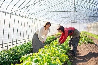 有機野菜の収穫に挑戦