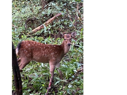ニホンジカのメスの画像