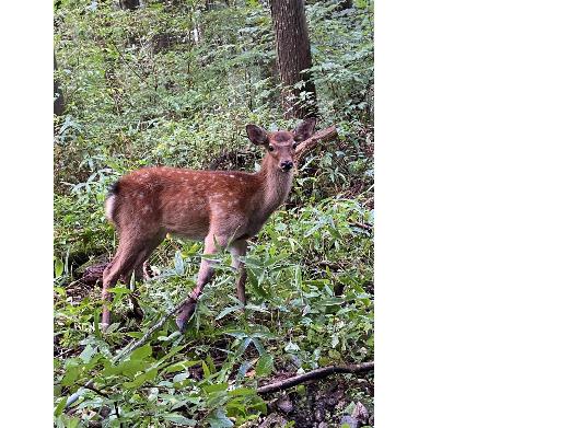ニホンジカのオスの画像