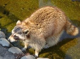 アライグマ