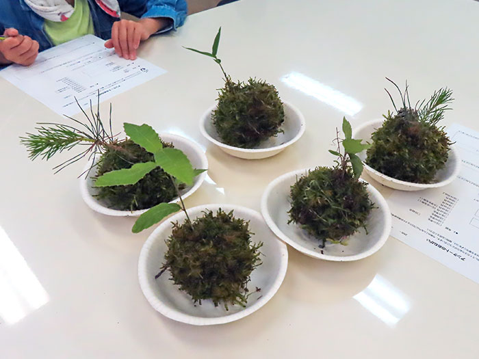 できあがった苔玉(こんもり山プロジェクト2025第1回)