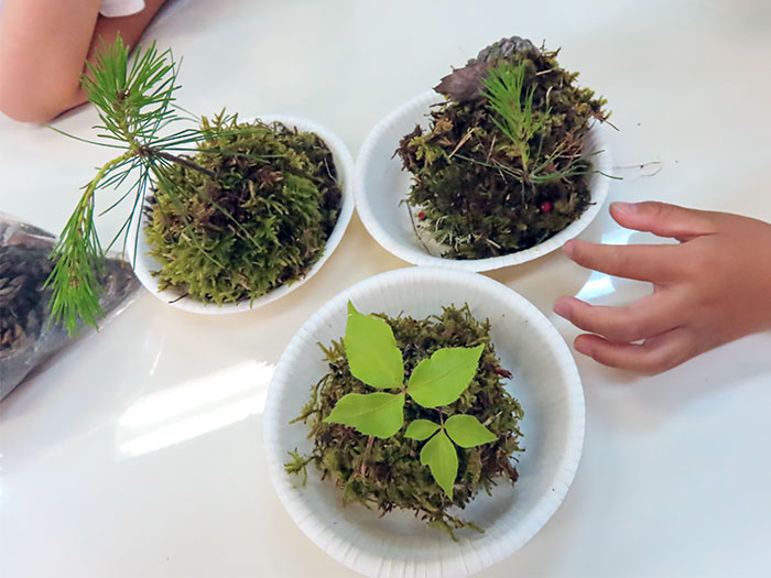 できあがった苔玉(こんもり山プロジェクト2025第1回)
