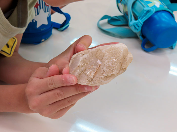 シャワークライミングで見つけた水晶(こんもり山プロジェクト2025第2回)