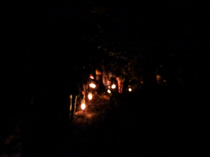 夜の森を散策