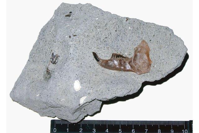 Alloptox japonicus