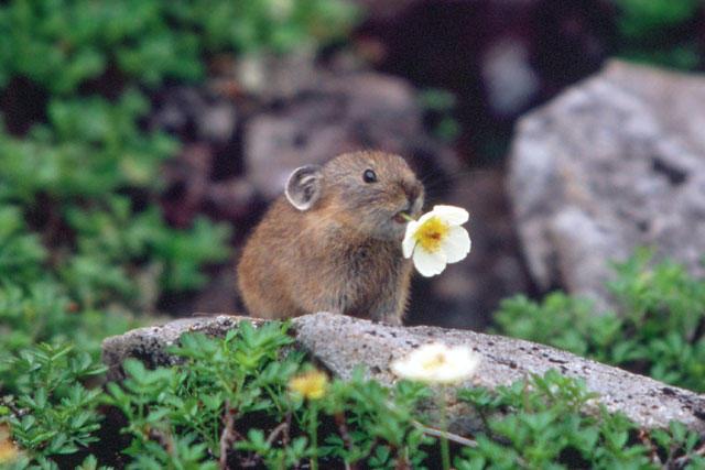 チングルマの花をくわえるエゾナキウサギ (c) 菊入恵子