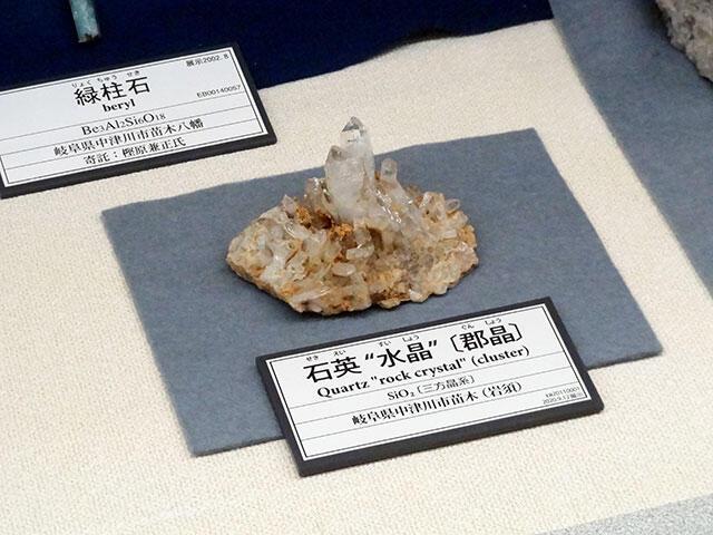 実習で展示した標本