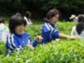 全校茶園実習