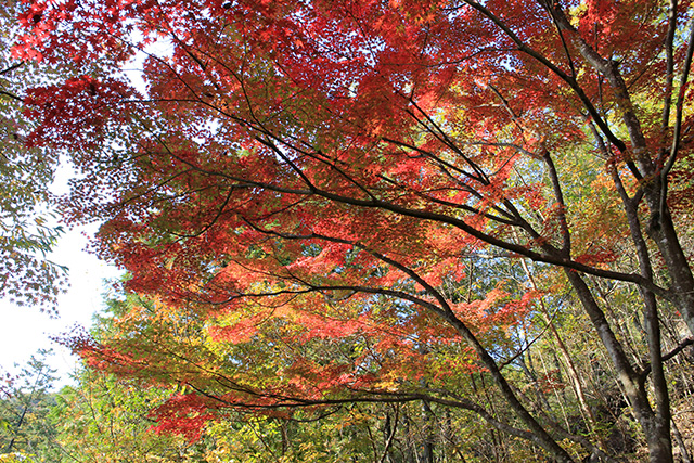 紅葉