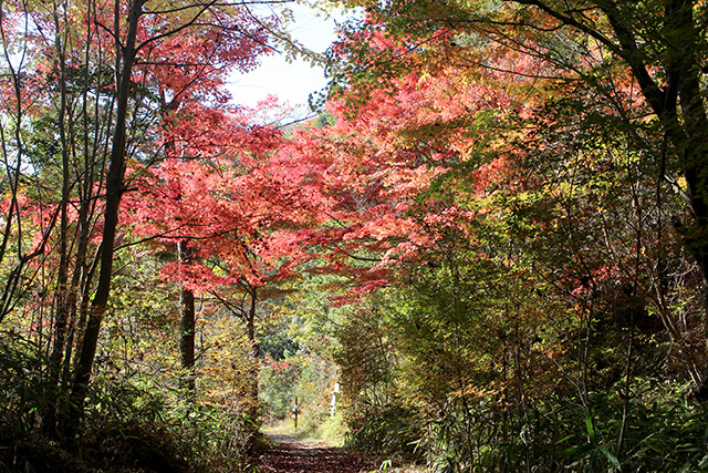 紅葉