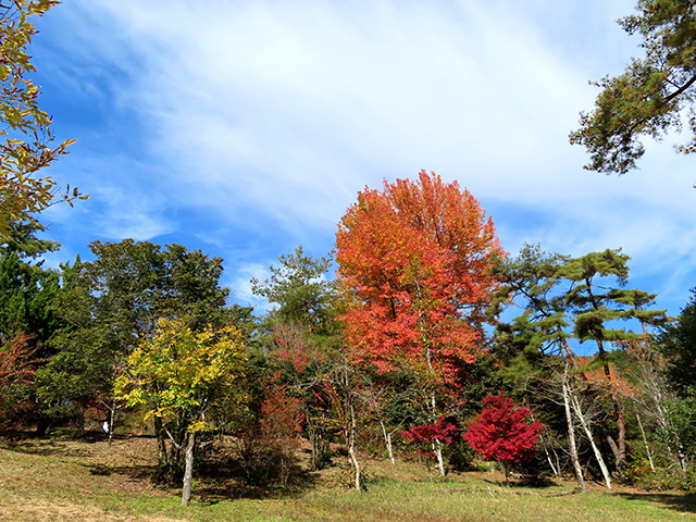紅葉