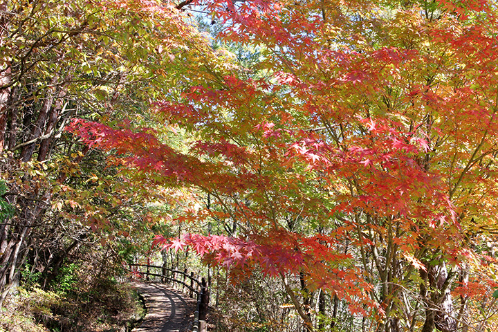紅葉