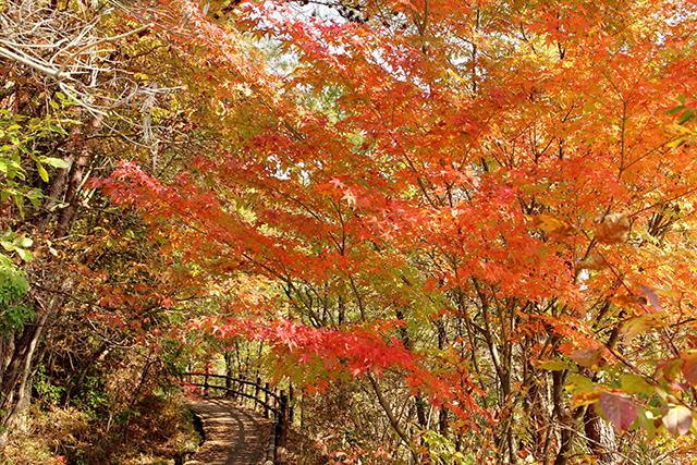 紅葉