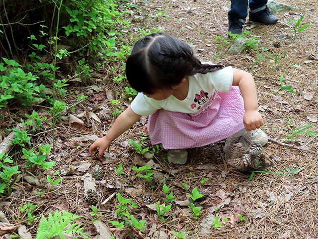 松ぼっくり発見