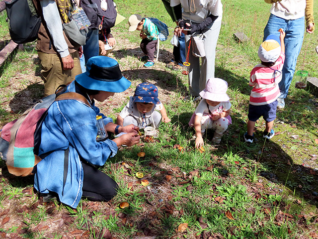 キノコがいっぱい