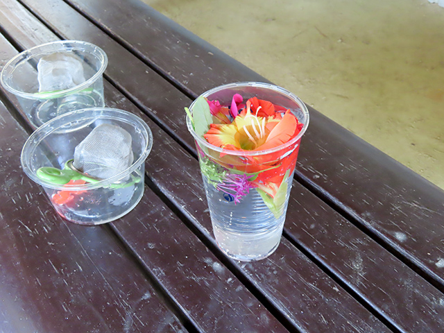 水に浮かべた草花