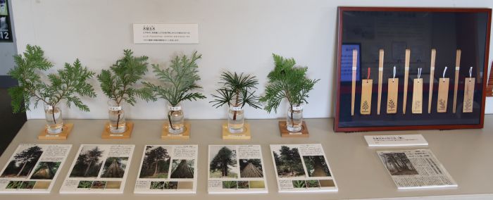 当館エントランス展示の木曽五木